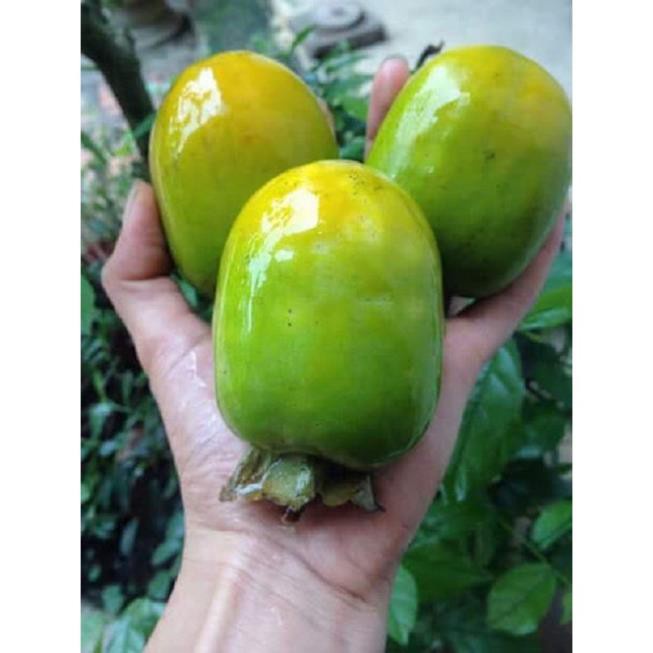 CÂY GIỐNG HỒNG NGÂM KHÔNG HẠT
