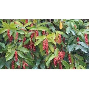 cây Giống chòi mòi ( cây siêu sớm có bảo hành)