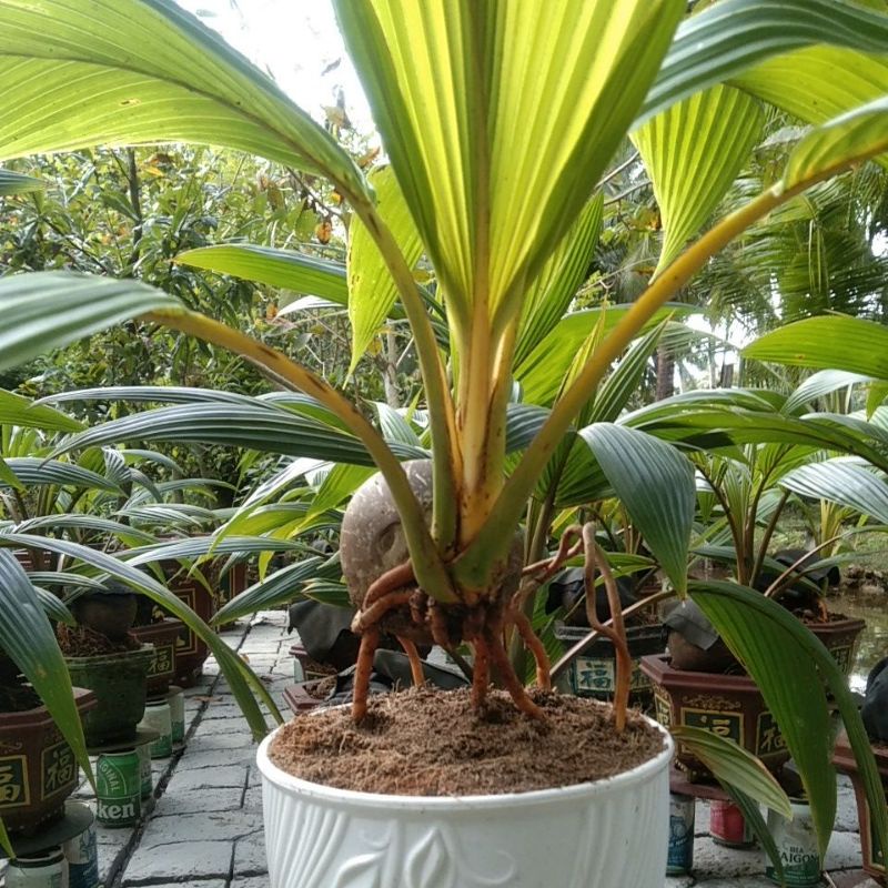 Dừa bonsai - giá rẻ