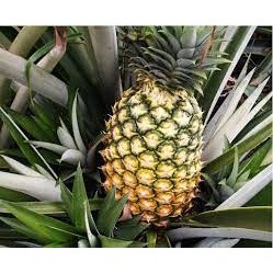 CÂY GIỐNG DỨA TRÁI LỚN ( cây siêu sớm có bảo hành)