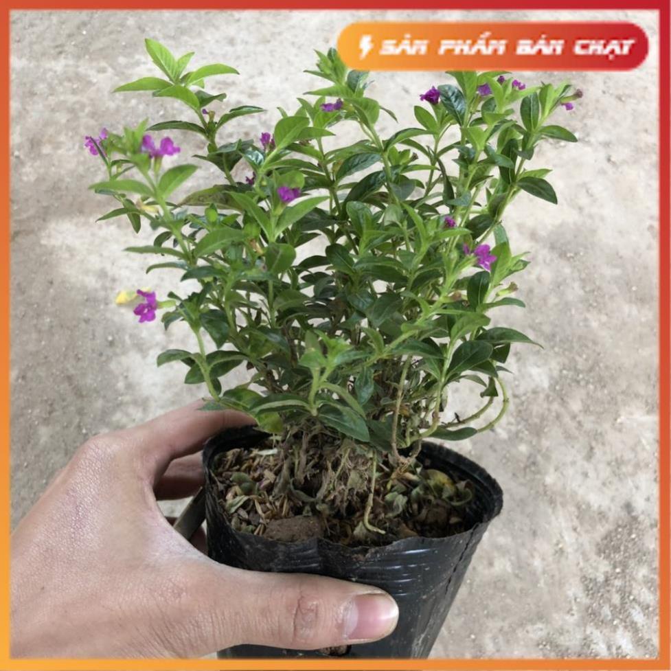 Cây cẩm tú mai cao 15-20cm đường kính 15-20cm hoa nở rực rỡ