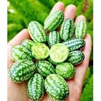 5h Hạt Giống Dưa Chuột Mini Mexico