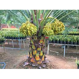 Cây Chà Là Trung Đông ( sản phẩm có bảo hành)