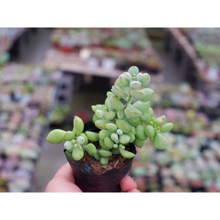 Sen đá Sỏi dây Size bầu 5cm Hư 1 Đổi 1