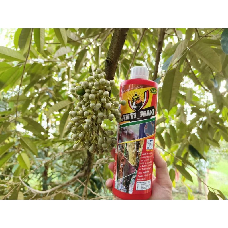 Anti Maxi nức thân , xì mủ , rong rêu, nấm khuẩn