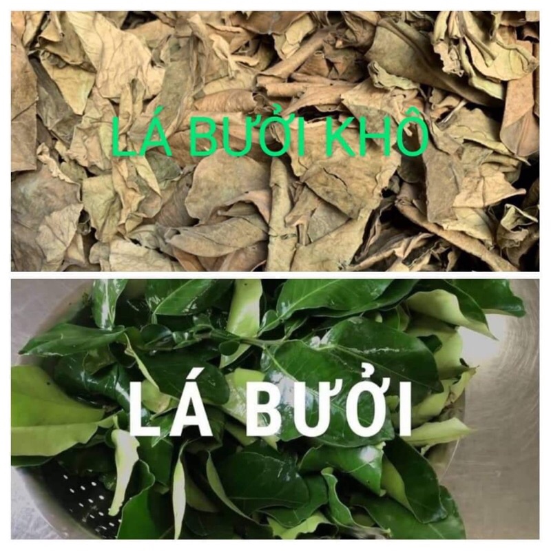 CÀNH LÁ BƯỞI CÓ GAI TƯƠI/ KHÔ