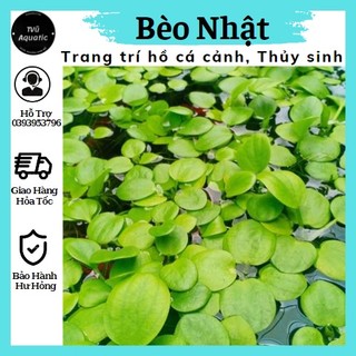 1 Nhánh bèo nhật trang trí và lọc nước bể cá cảnh bể thủy sinh