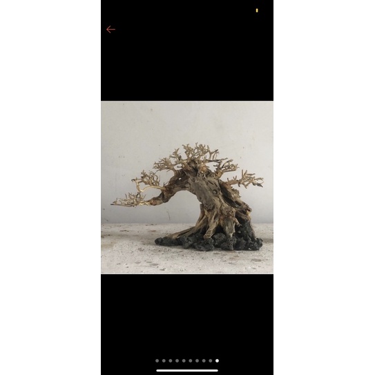 bon sai thuỷ sinh mini(cao từ 10 cm-15 cm)