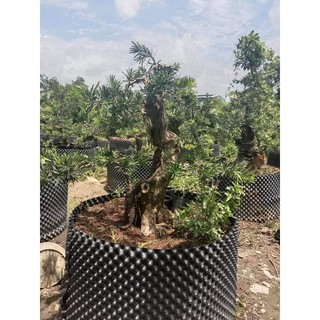BẦU ƯƠM V6 || 20CM - 80CM (CUỘN DÀI 50M)