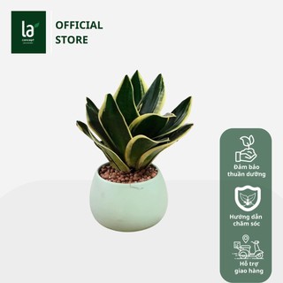 Cây Lưỡi Hổ Thái