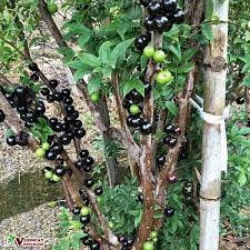 cây giống nho thân gỗ( giống siêu  đẹp+ trồng chậu được)