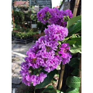 Cây 🌲 Bằng lăng Thái (siêu hoa)