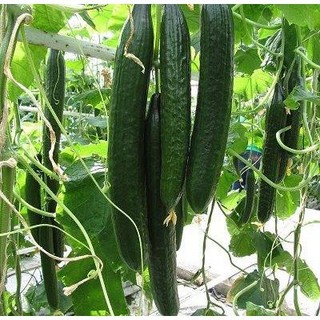 20h Hạt Giống Dưa Chuột Kiếm Tự Thụ Phấn
