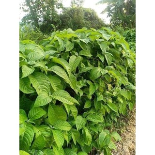 Chè khổng lồ nuôi bò dê heo (Đơn 15 Cây Giống đã ươm mầm)