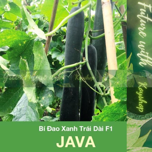 Hạt giống Bí đao Java 0,2gr -- Rado Seeds - Giá sỉ tốt hơn!