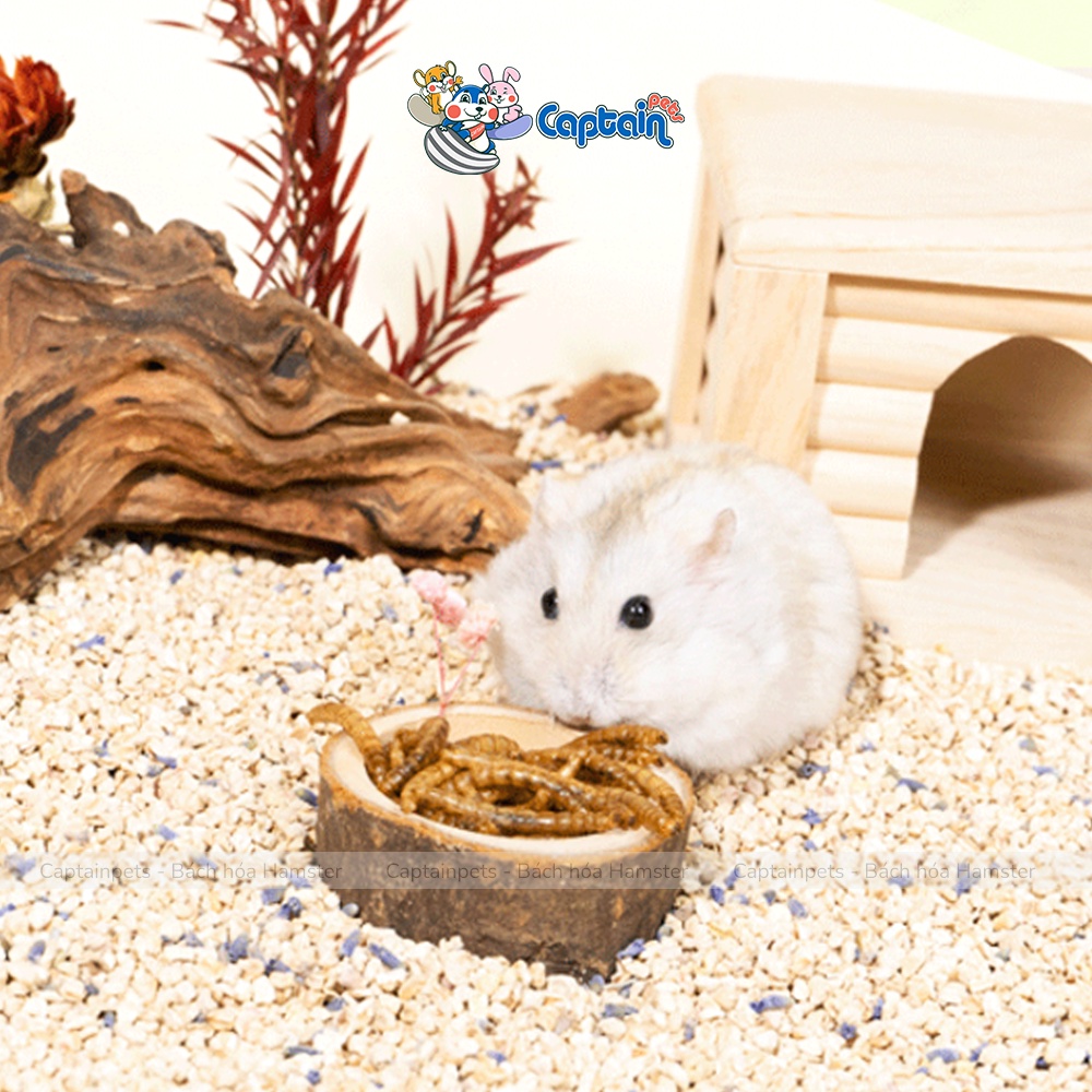 Sâu rang vỗ béo cho Hamster