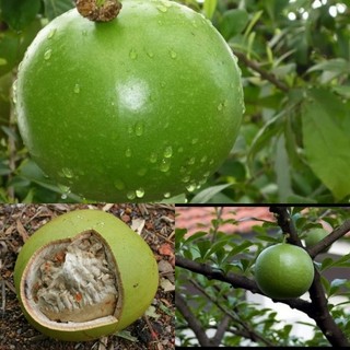 Cây đào tiên trường sinh giống