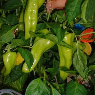 Cây giống ớt ngọt mua 5 cây tặng thêm 1 cây