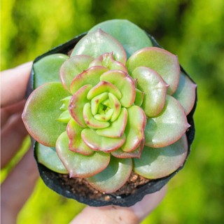 Sen đá nuda 5-7cm - Vườn sen đá