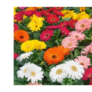 100h hạt giống hoa đồng tiền mix