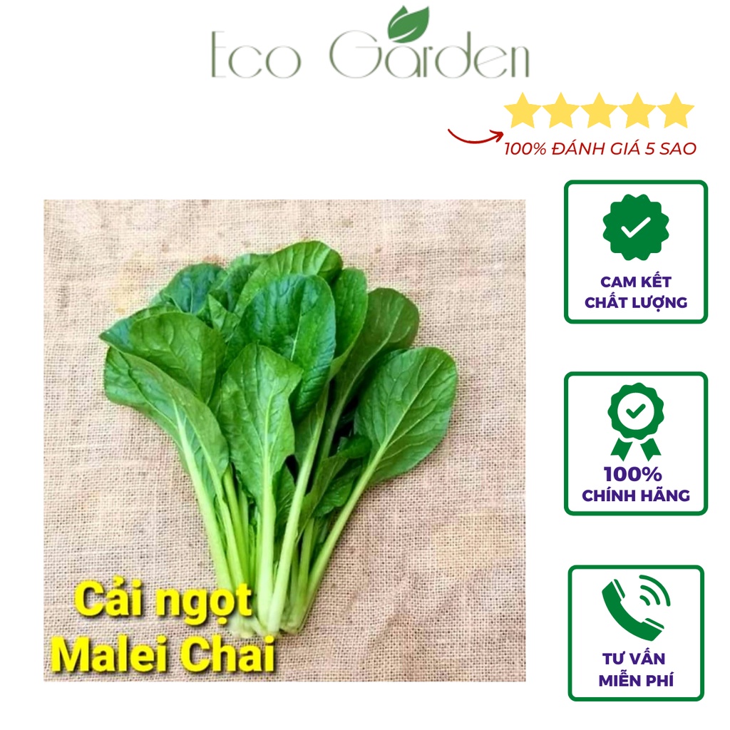 Hạt Giống Cải Ngọt Malei Chai chịu nhiệt dễ trồng