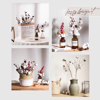 Cành quả bông gòn thật sấy khô decor siêu xinh