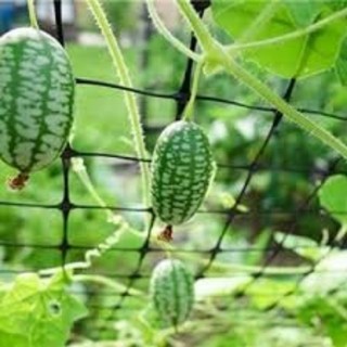 Hạt giống Dưa chuột ( Dưa hấu mini) Mexico 20hạt