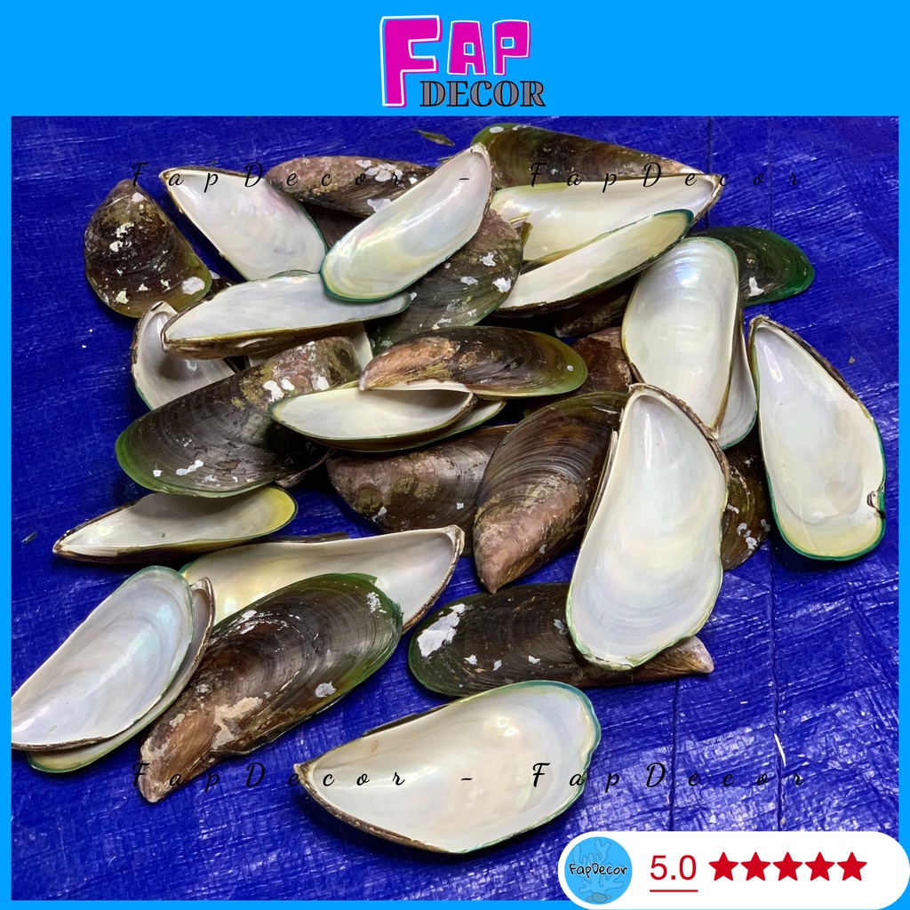 2k/Vỏ sò vẹm biển xà cừ 7 màu làm đồ handmade trang trí decor