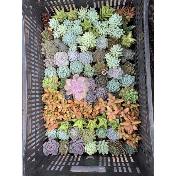 Sen bầu trồng tại đà Lạt