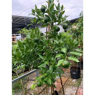 Cây 🌲 Quýt đường đang trái 1m6