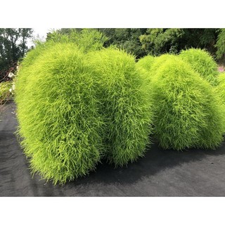 100h hạt giống cỏ đổi màu