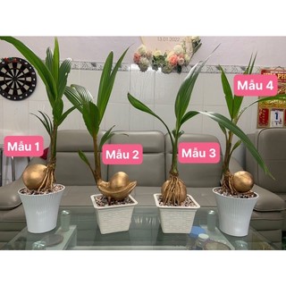 Cây dừa bonsai chưng tết