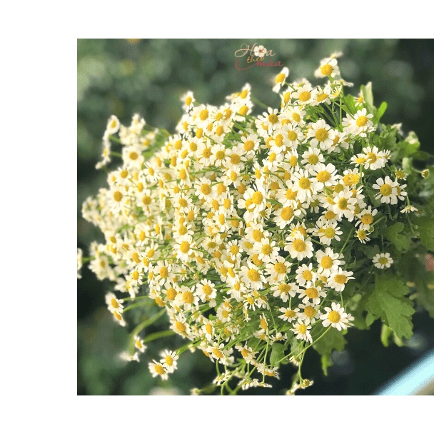 50h Hạt Giống Cỏ Thơm Feverfew Cúc TANA