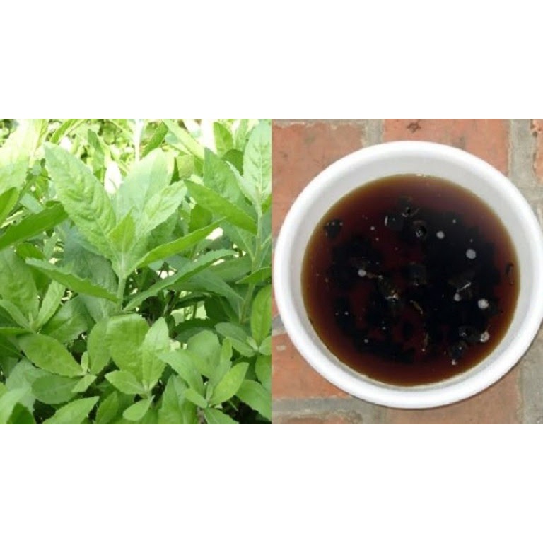 CÂY CÚC TẦN - CÂY GIỐNG