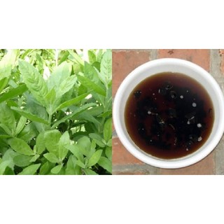 [Nhu_Mai_Garden]CÂY CÚC TẦN (CÂY ĐẠI BI , CÂY TỪ BI XANH)- CÂY GIỐNG