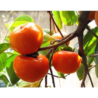 CÂY HỒNG GIÒN ĐÀ LẠT (ĐƯỢC KIỂM HÀNG)