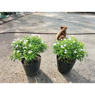 Cây mai vạn phúc (mai tiểu thư)