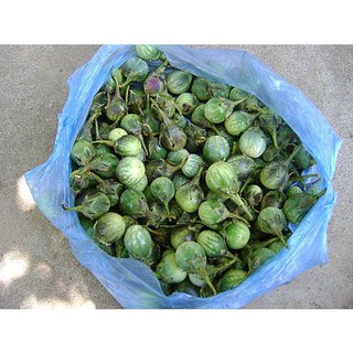 200 GRAM HẠT GIỐNG CÂY CÀ ĐẮNG. [ 100% CHUẨN GIỐNG CÀ ĐẮNG ĐỒNG BÀO TÂY NGUYÊN ]. [ MỚI ]