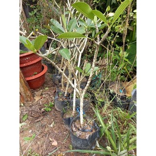 cây sứ đại trắng hoa thơm