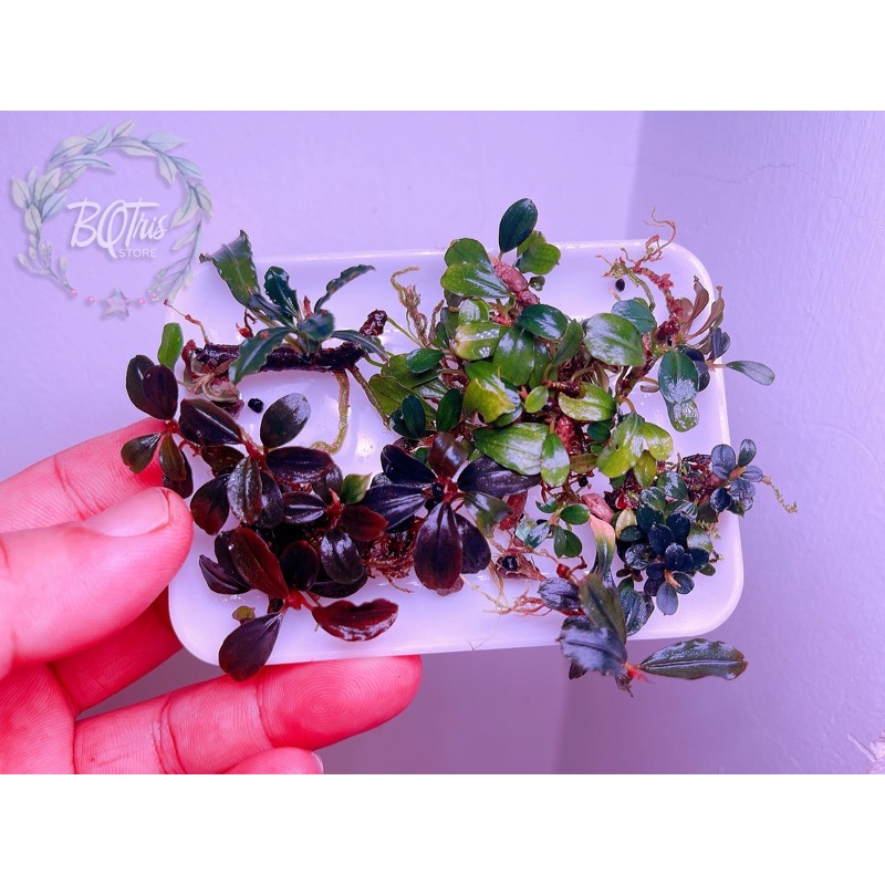 Bucep Mix khay 7x10cm | hàng lá cạn | cây thuỷ sinh đẹp | hạ thuỷ sẽ lên màu