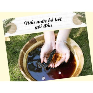 Bồ kết rừng lá đỏ gội mượt tóc (Chưa nướng)