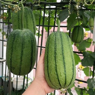 10h -hạt_giống_mướp_táo