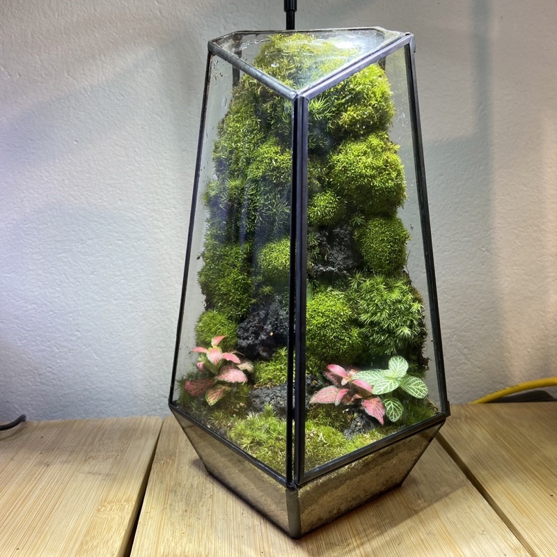 Combo Tự setup bể Terrarium đẹp, tiết kiệm