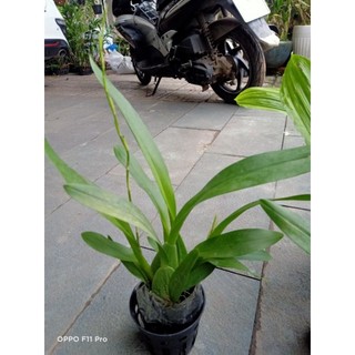 Vũ nữ Anh Đào hoa thơm đang nụ tết