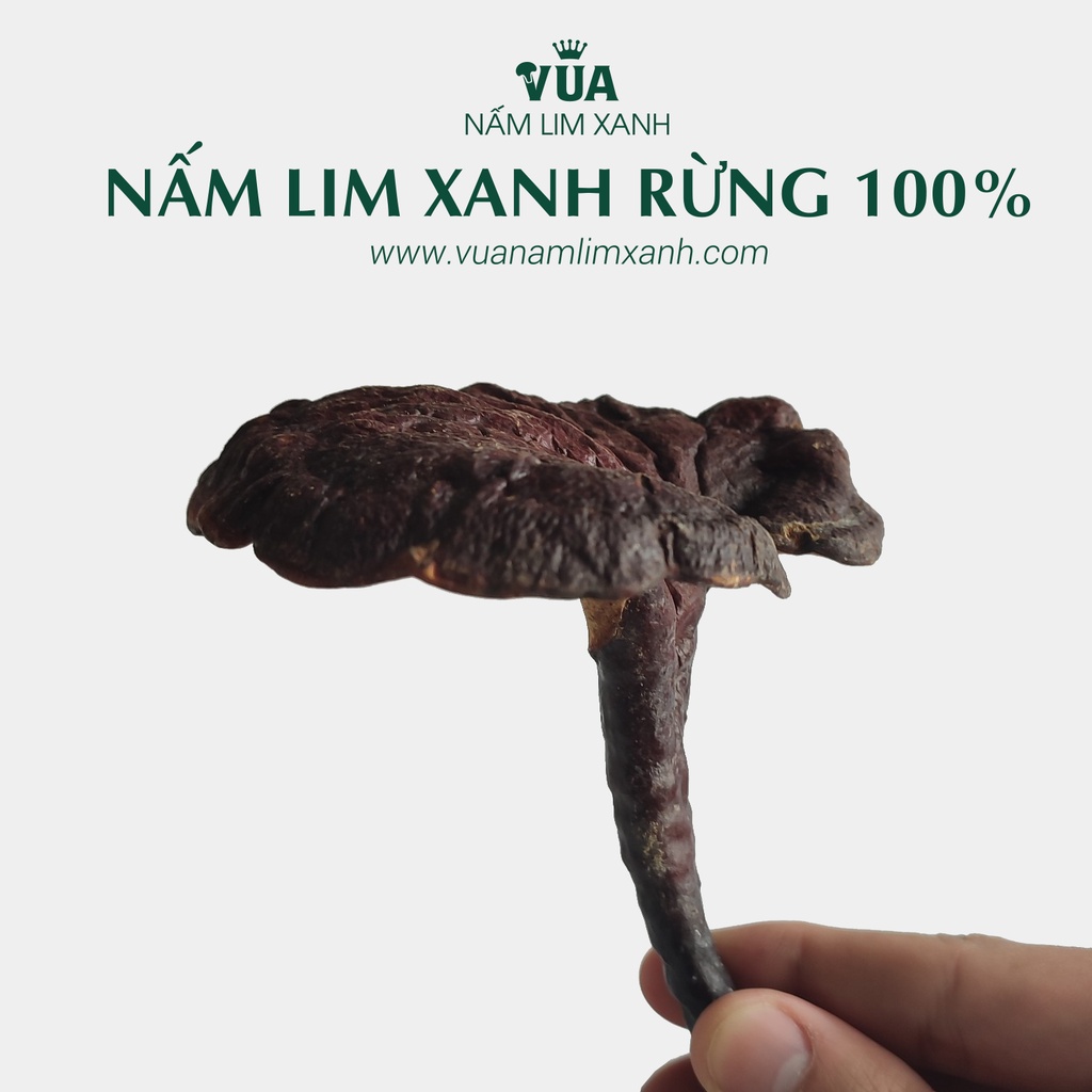 Nấm Lim Xanh Rừng 100% Từ Tự Nhiên Loại 1KG