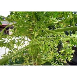 Cây Giống Đu Đủ Đực cấy mô (chuẩn giống - siêu sớm) ( chuyên cây giống có bảo hành)