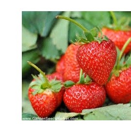 200h hạt giống dâu tây mỹ rugen siêu ngon