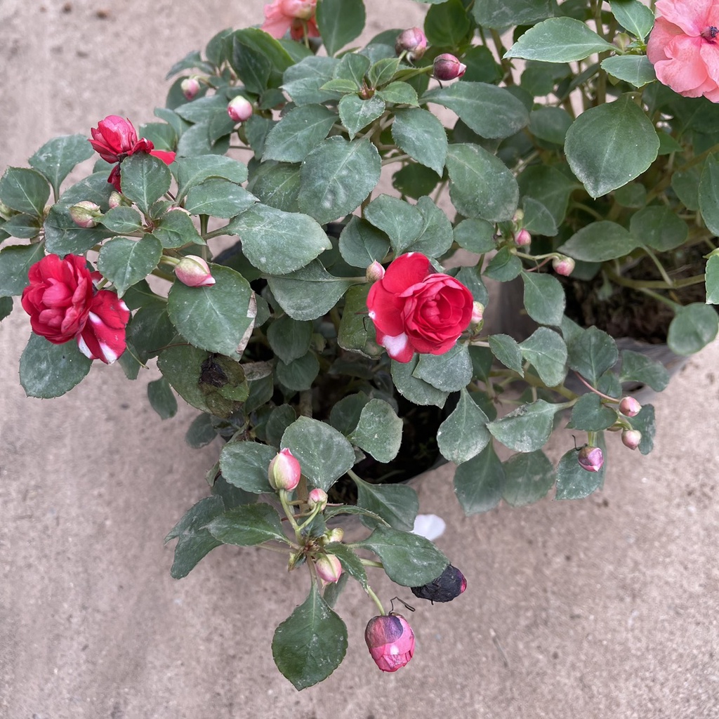 Cây hoa ngọc thảo KÉP xoắn siêu nụ sai hoa,tán xum xuê thích hợp treo ban công