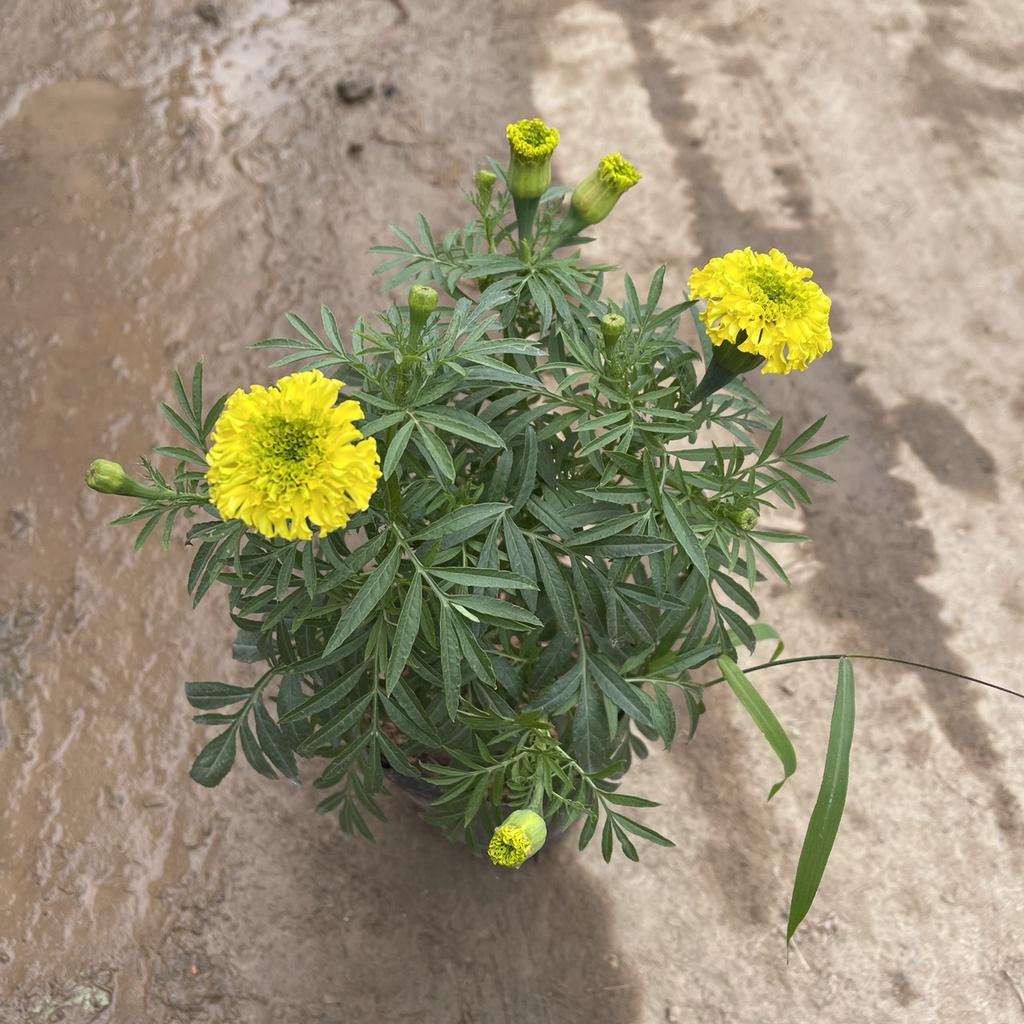 Cây hoa cúc vạn thọ vàng chiều cao 25cm hoa siêu bền nhiều nụ,thích hợp trang trí ban công ngày tết