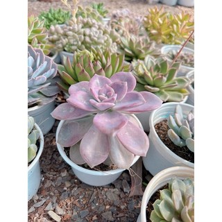 Sen đá hồng mập size trung 5-7 cm
